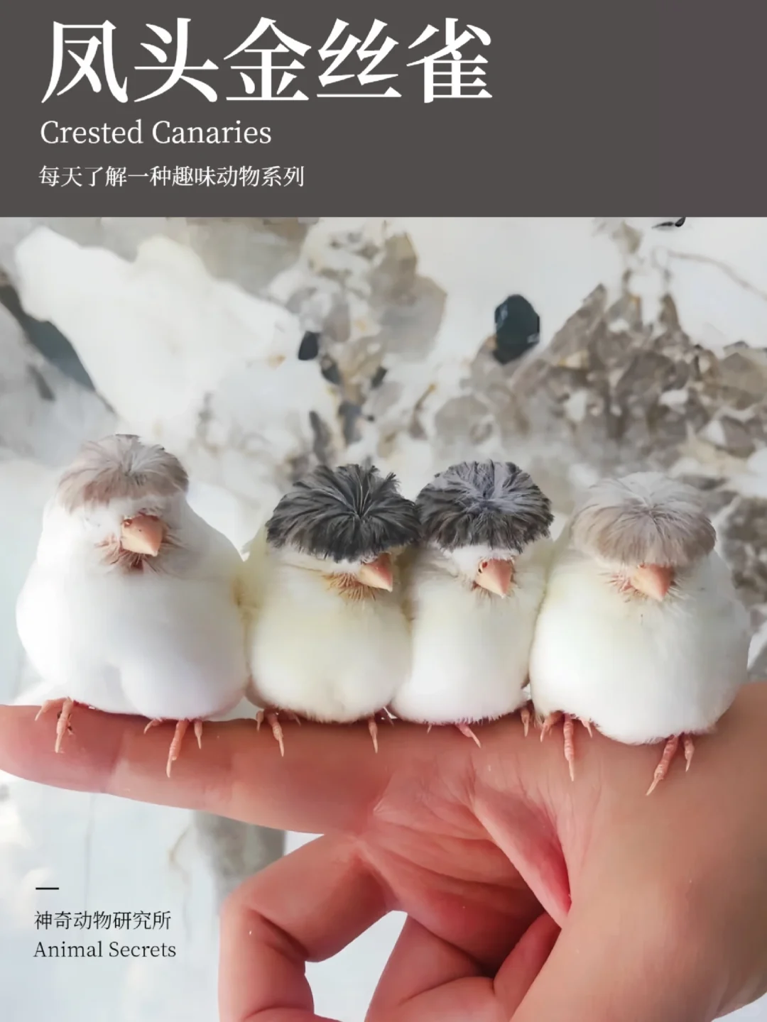 每天了解一种趣味动物👀凤头金丝雀
