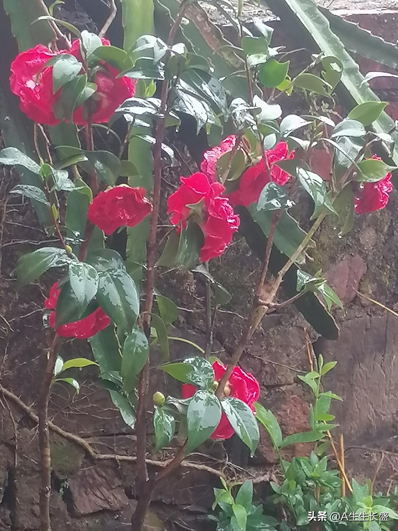 漂亮的花花草草，雾蒙蒙的天空下着小雨，茂盛的树木下小车摩托车静静的停放着，住在山