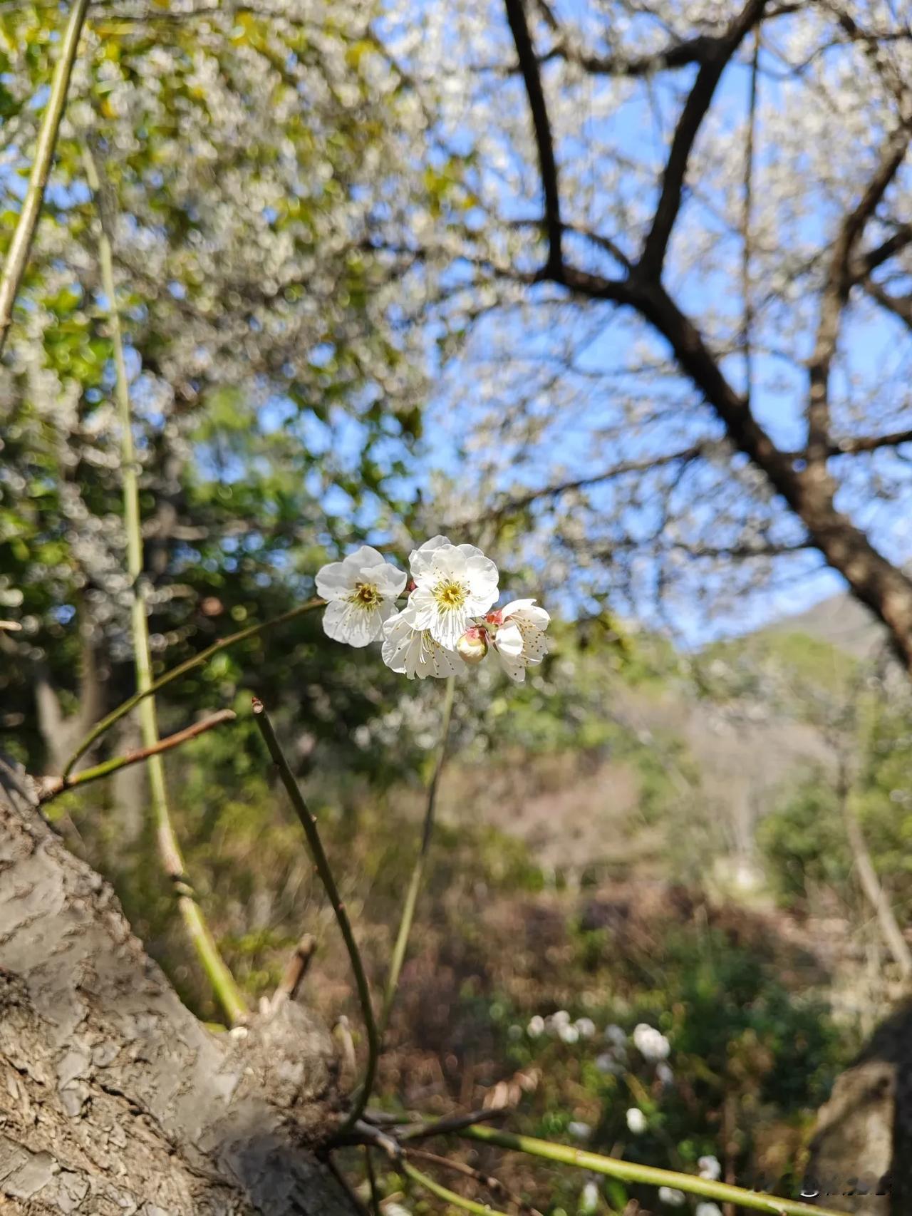 随手拍的花分享白色小花儿