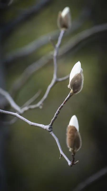《见老枝玉兰》看似枯藤暗有劲，生出丽花惊人心。不要绿叶来陪衬，只把美丽献仲春。 