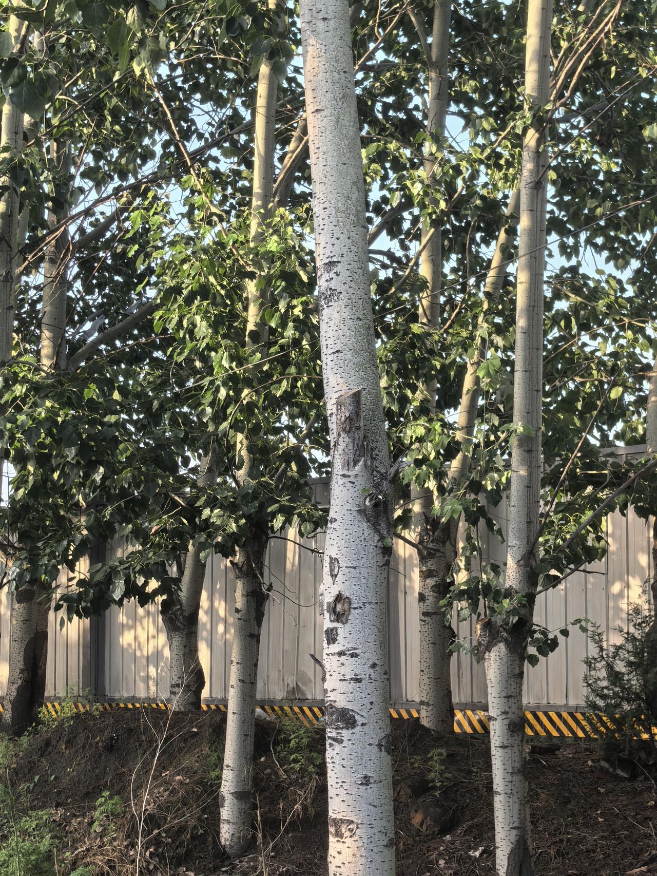 新付村的傍晚

傍晚六点的风刚扫过榆次的城郊，新付村主街的隔离栏把车流剪得慢腾腾