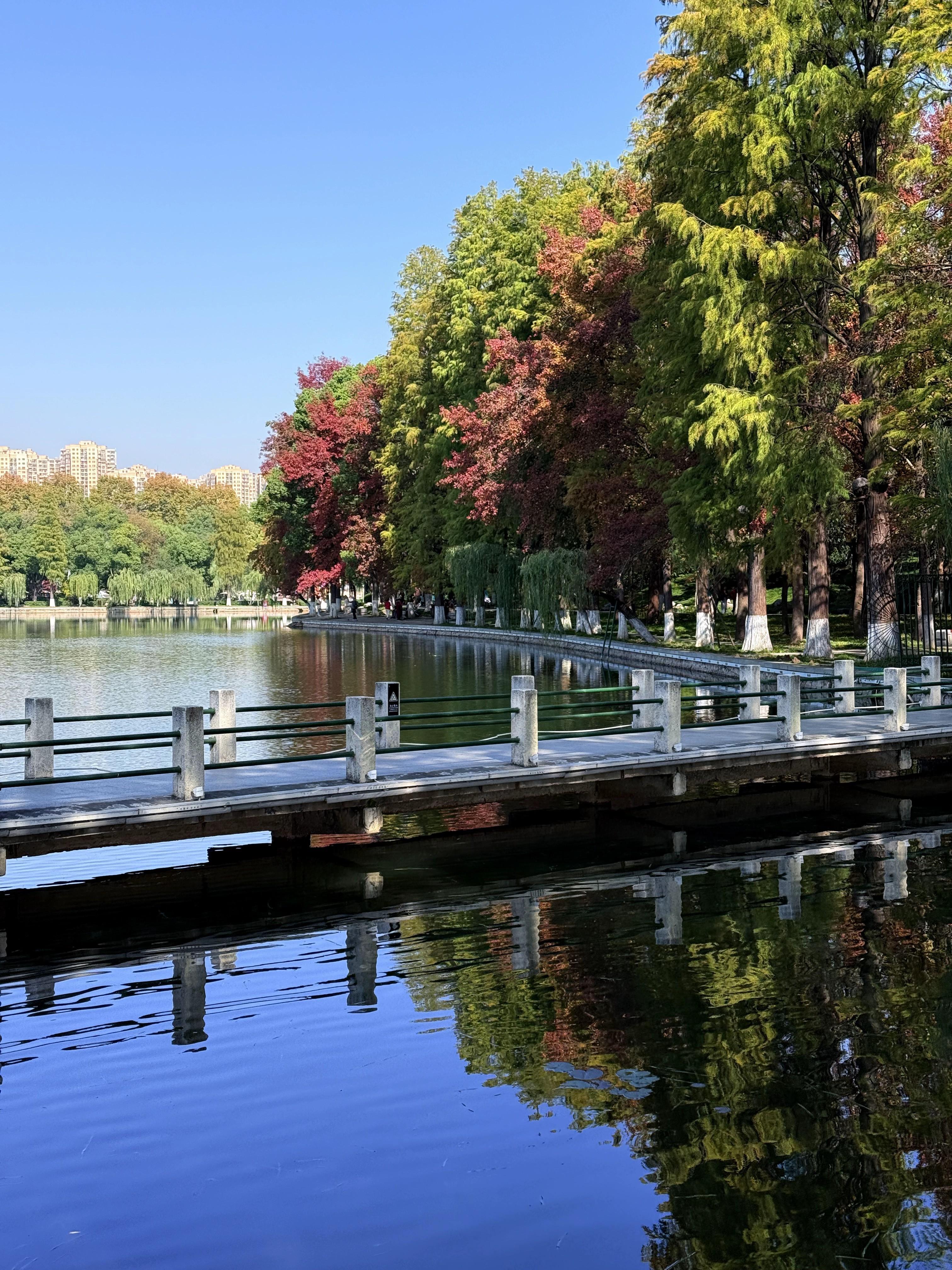正是橙黄橘绿时，我拍到了武汉三色的秋天！。真的被惊艳到了！！！ 在东湖...