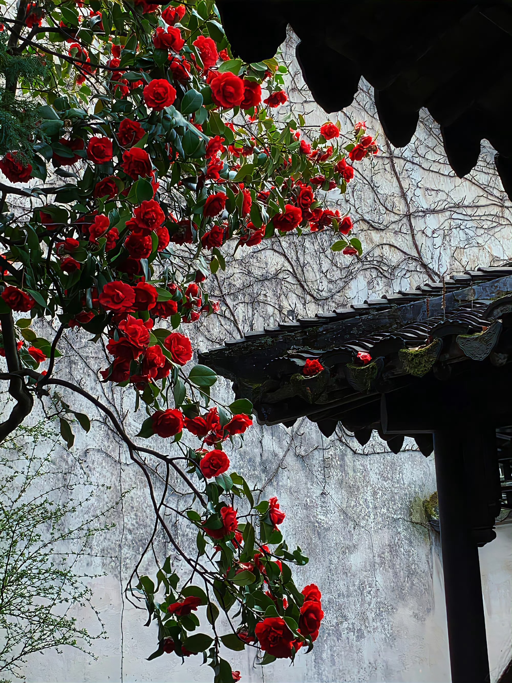 山茶花 