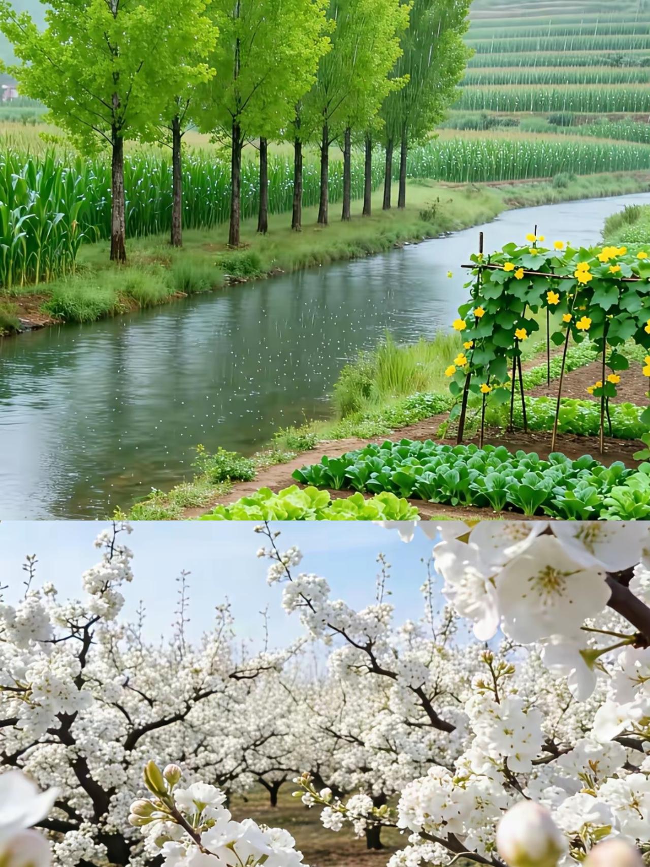 天净沙·春韵
绵绵春雨如油，
梨花满树雪柔，
柳丝轻烟淡流。
溪声依旧，
野花开