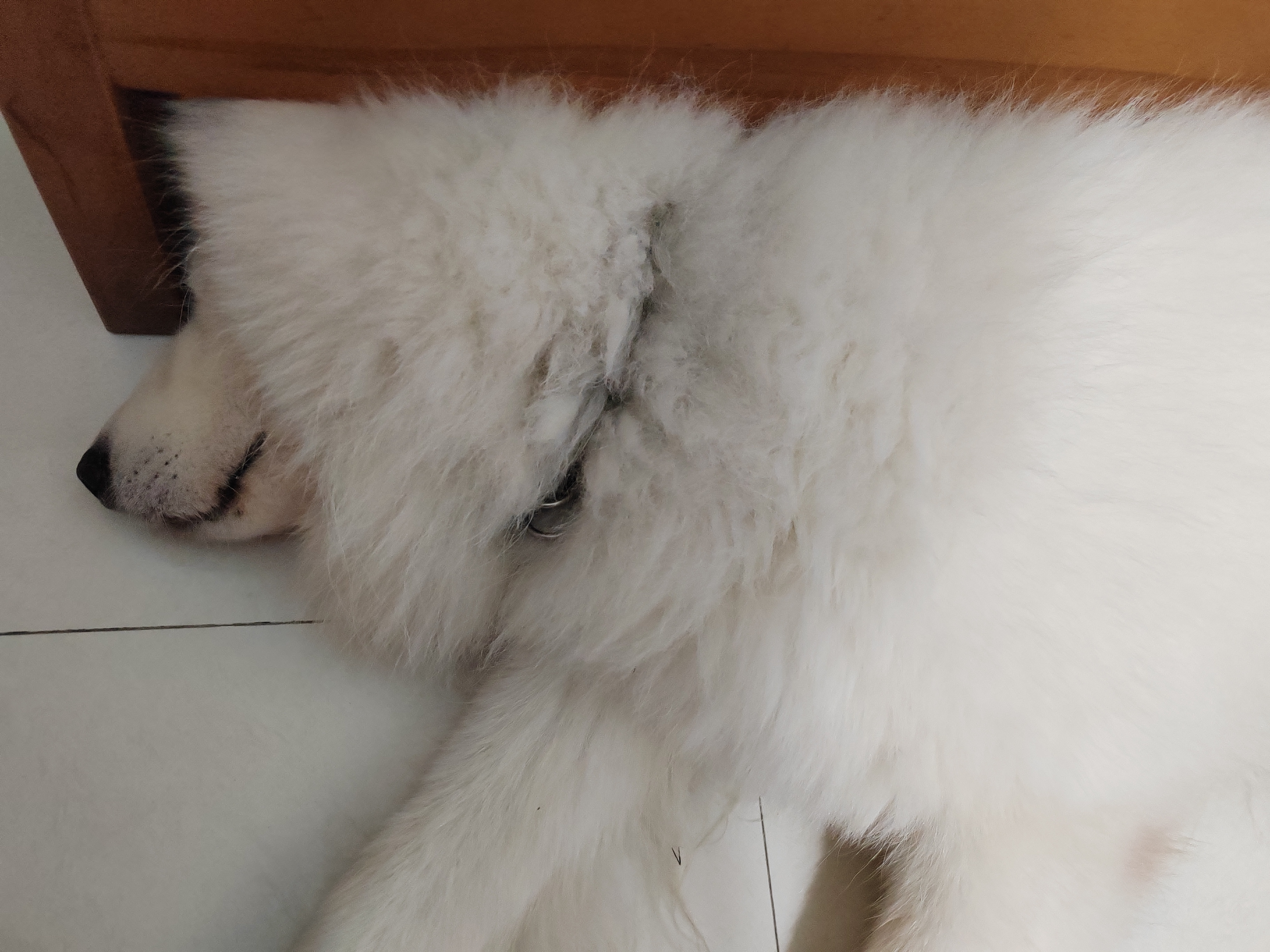 看文，看到到狼出场了，草原王果然都标配有狼🐺。 ​​​