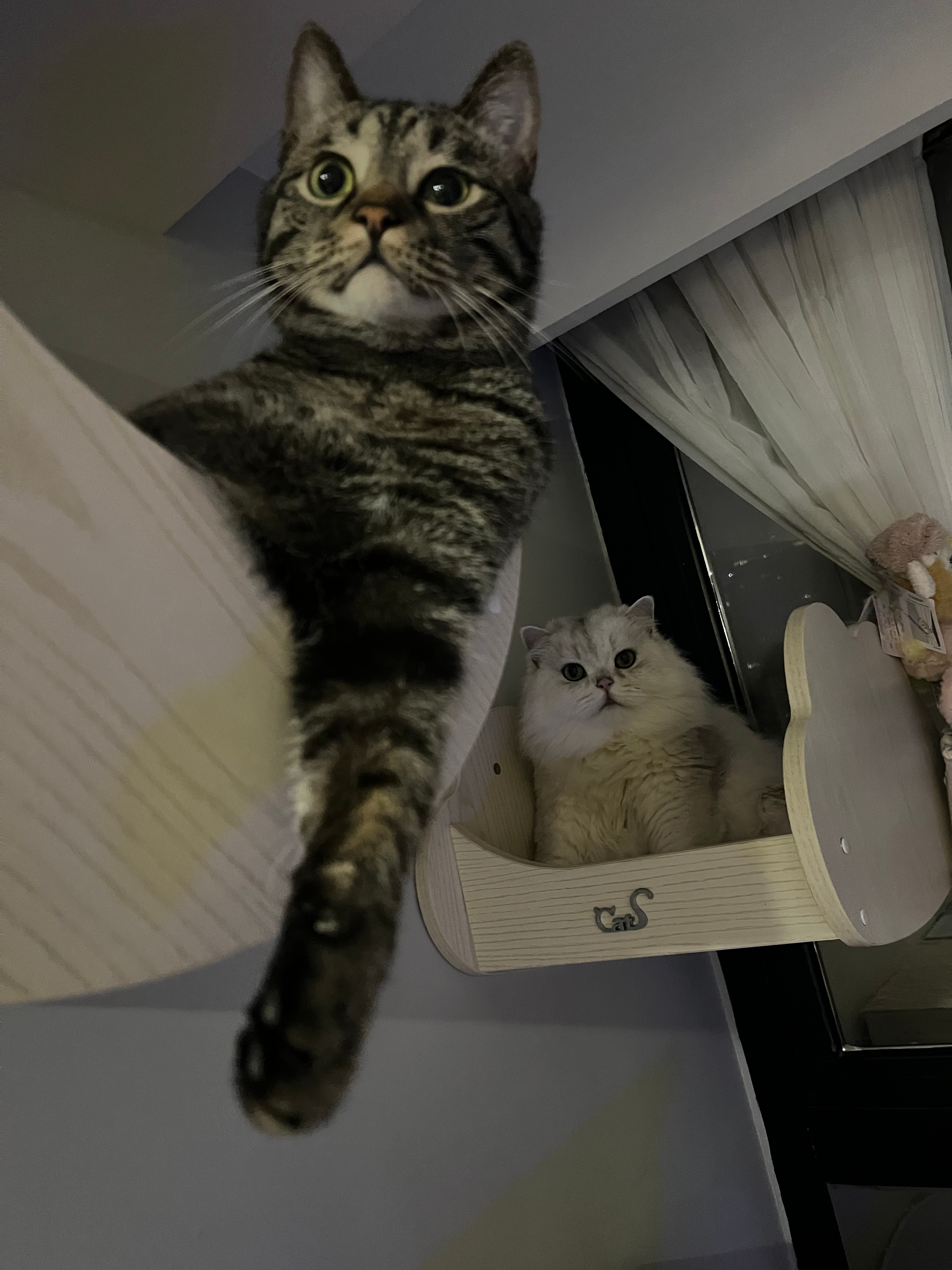 人家都是为猫方正克克：我为猫梯形#辣椒家新家回访##英国长毛猫##银渐层# ​​