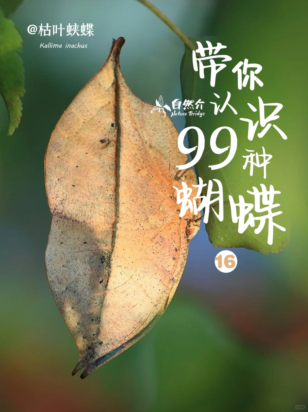 带你认识99种蝴蝶