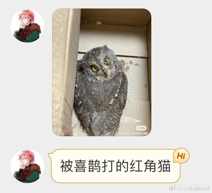 被喜鹊揍了的【红角鸮】喜鹊就像街头混混，看谁不顺眼都得欺负一下 ​​​