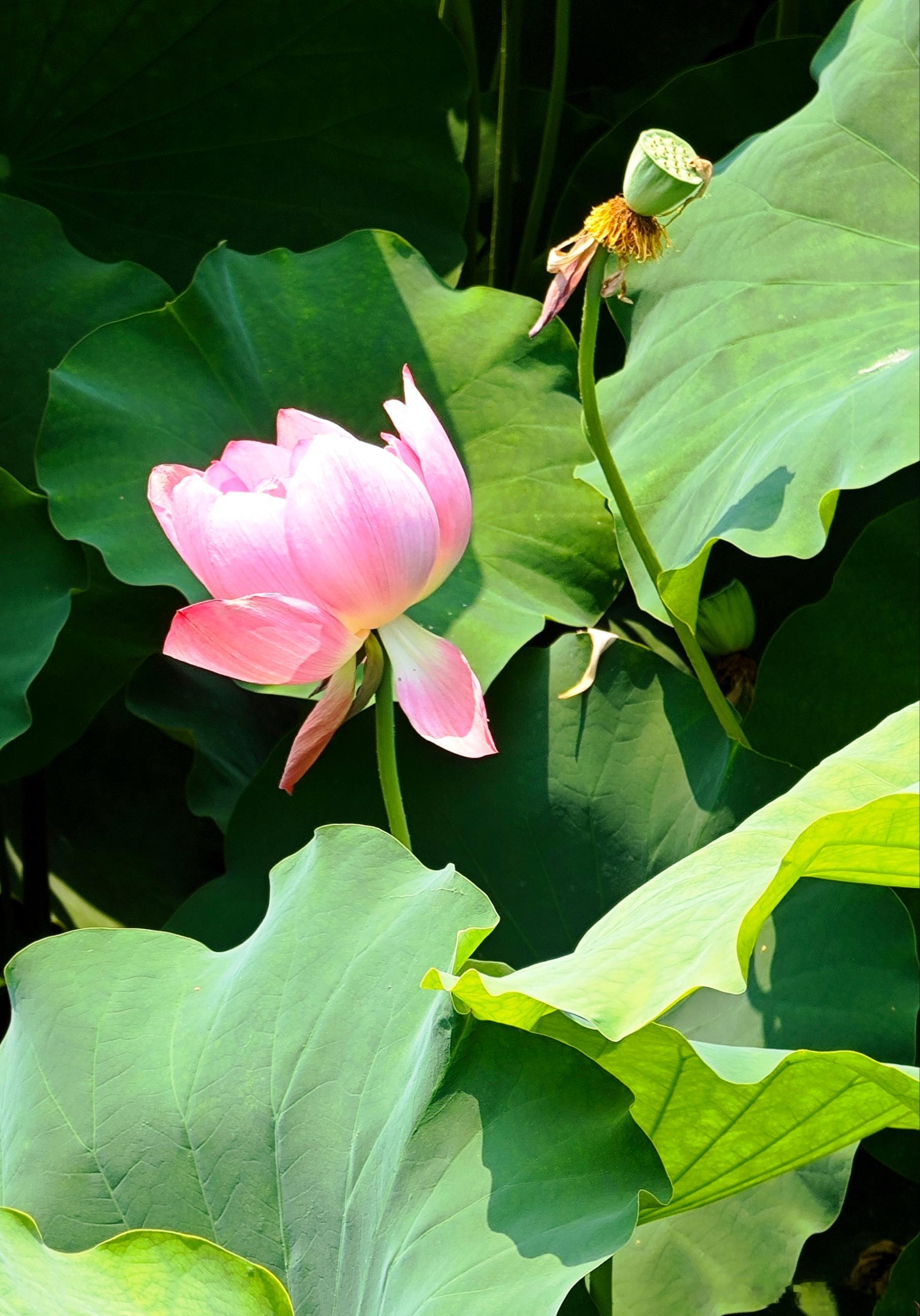 花草 荷影莲篷 成都·成都市文化公园