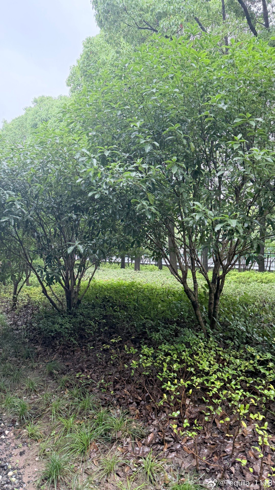 回来继续当牛马了。上海的雨为什么那么大
