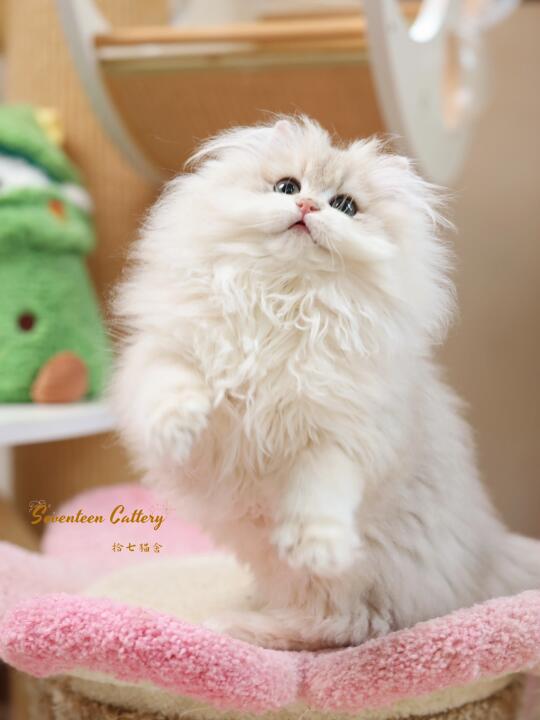听说有些小猫一看就是女孩子🫢