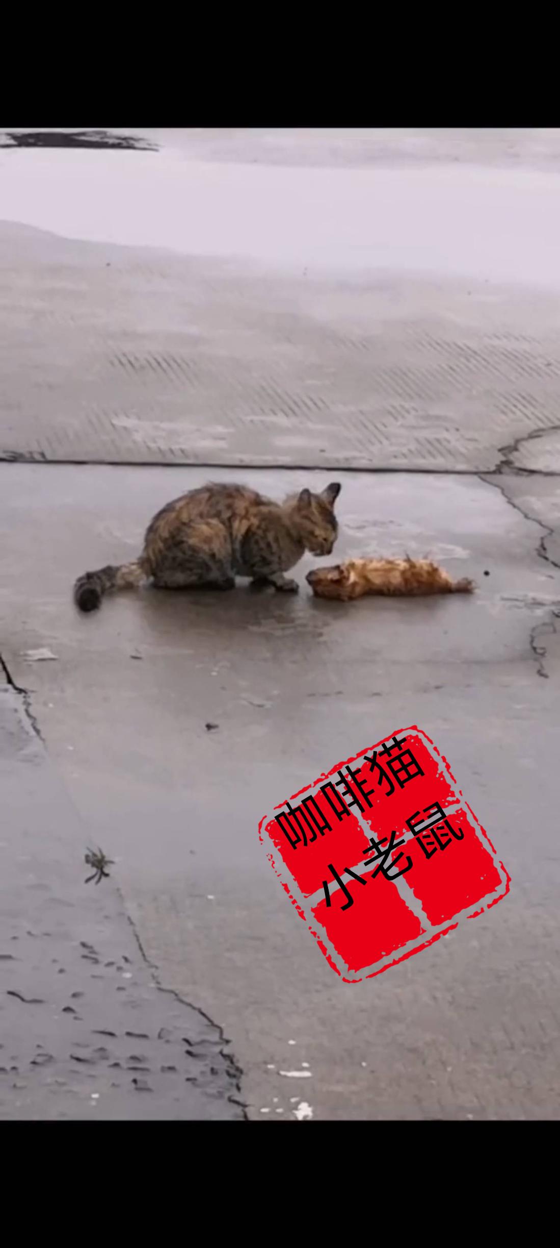 看着自己年幼的孩子，突然之间就瘫倒在了湿漉漉的马路中央，面前的猫妈妈怎么也不会想