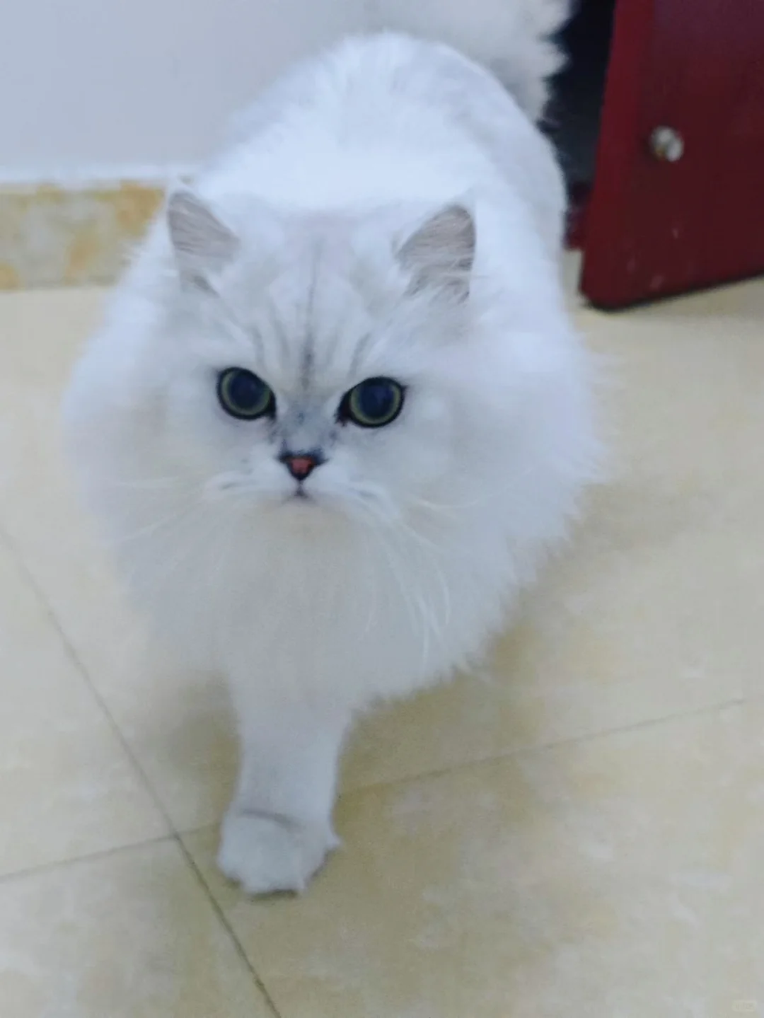 小猫咪的眼里好像只有我