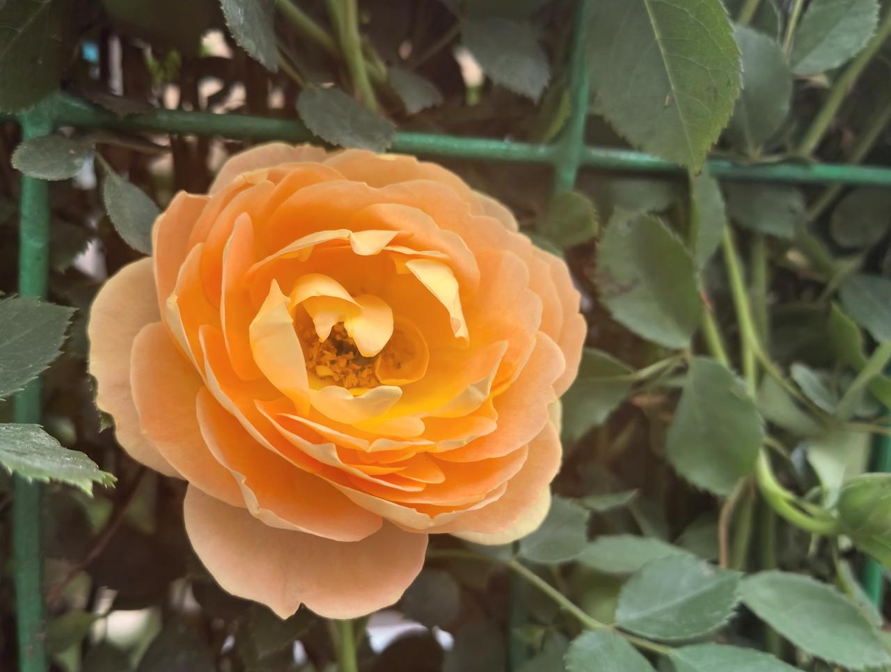 五绝·谷雨
谷雨满庭花，
润滋桑与麻。
新秧浮野色，
燕语闹田家。