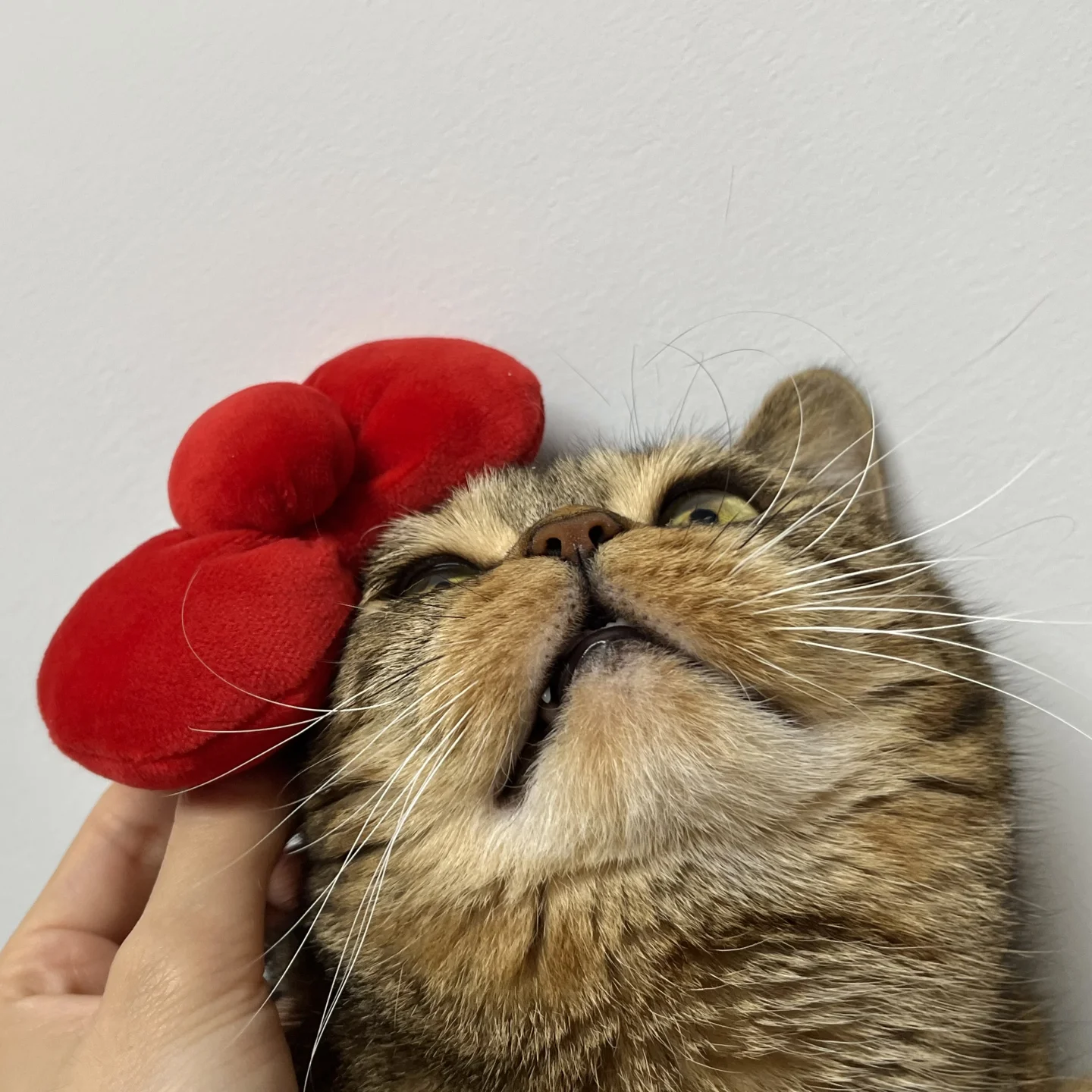 hello呱itty 还是 名侦探呱南