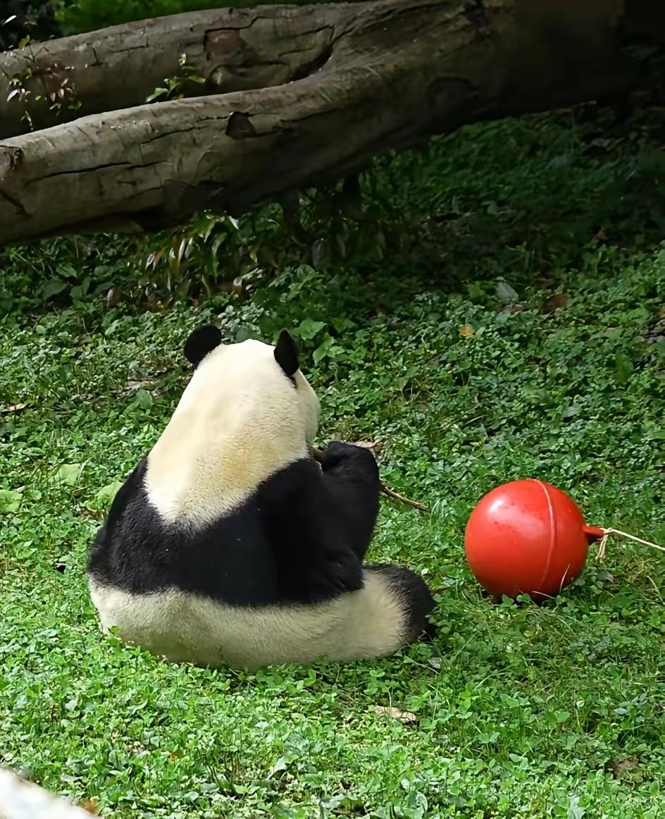 福宝福公主的背影杀
就这么一个三角饭团子一样的宝贝
她给粉丝们的爱是拿得出手的