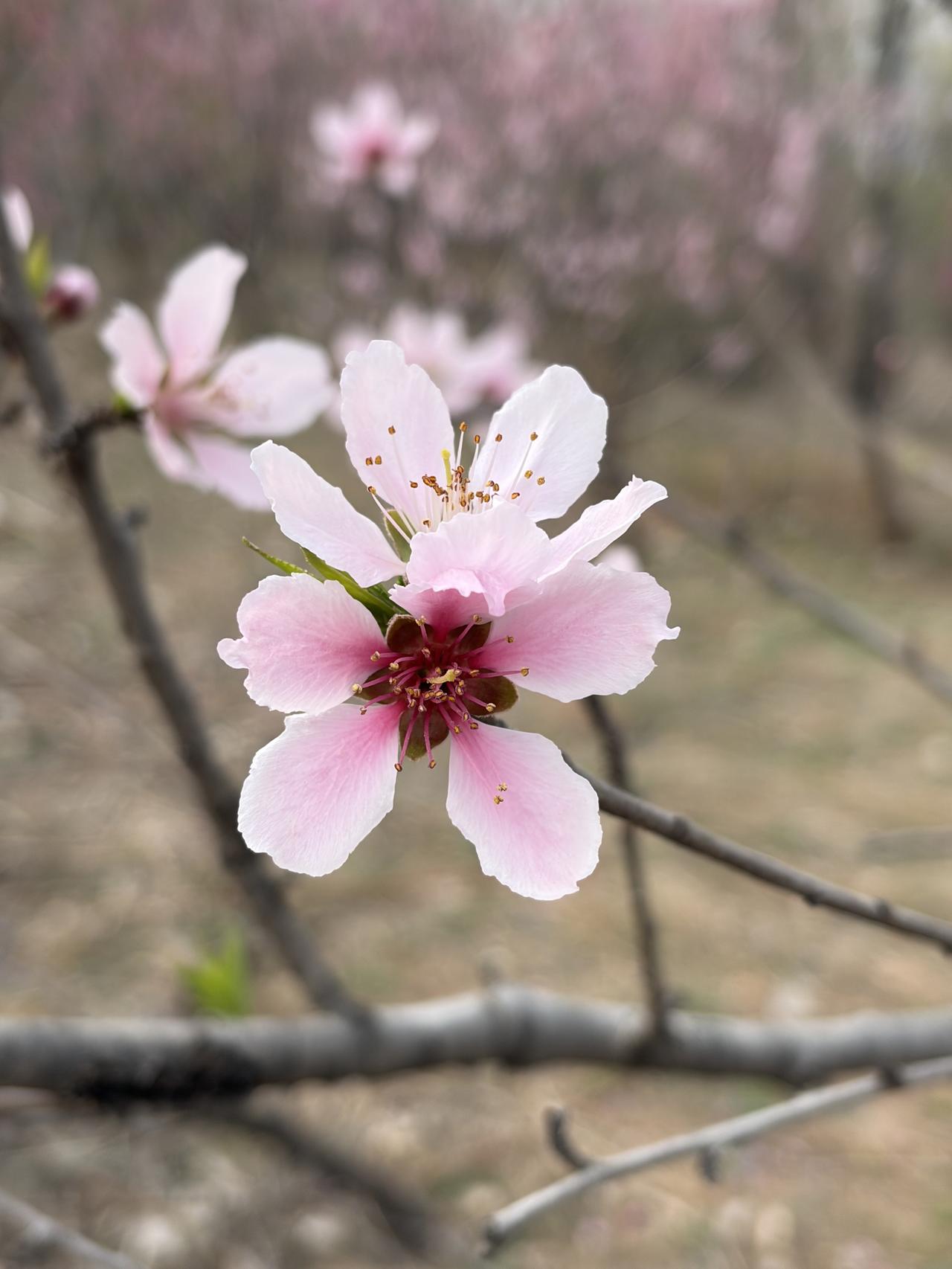 晒图笔记大赛看看我拍的桃花！