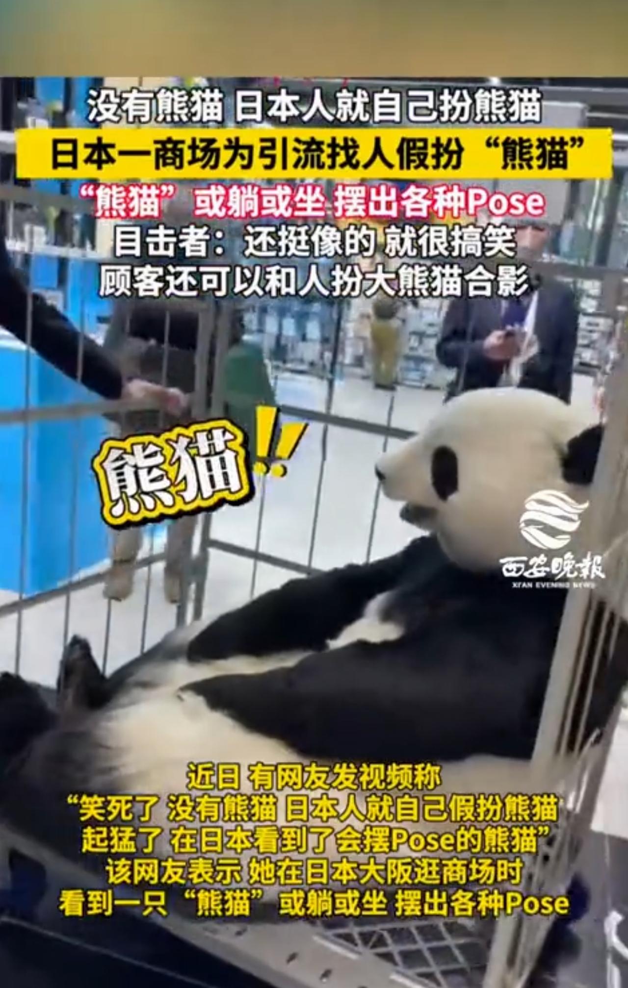 说起“熊猫”，大家脑海中是不是马上浮现那憨态可掬、圆滚滚的大黑白萌物？然而，最近