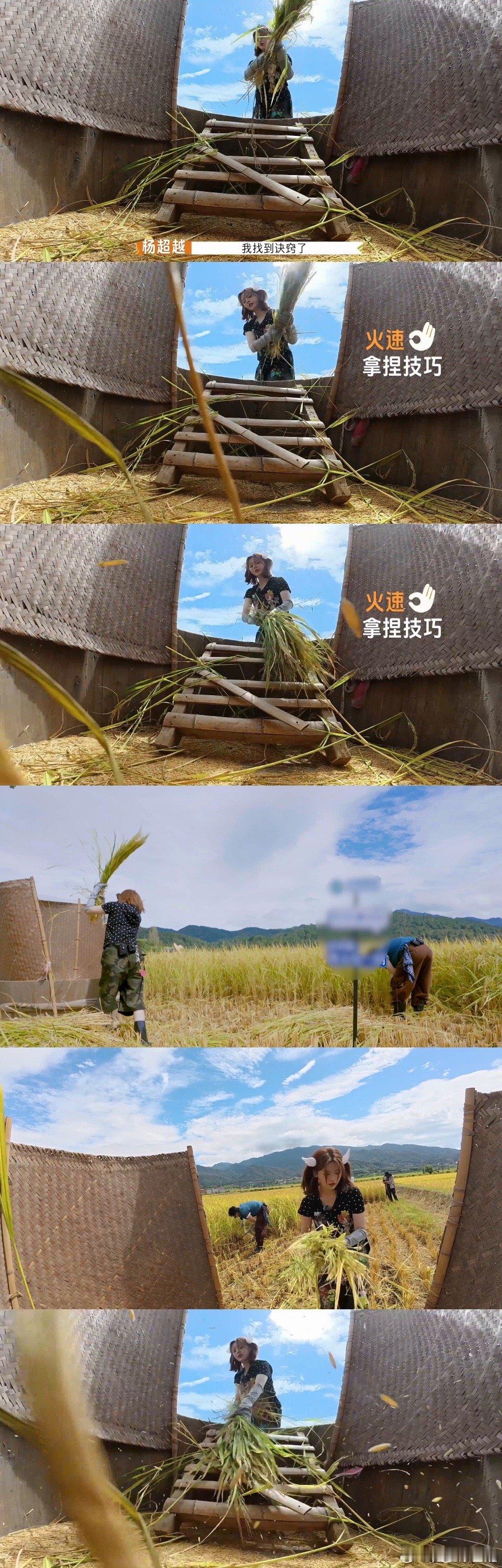 超越妹妹打谷子打出新高度！这体力这耐力，动作标准得像专业农户，甜妹的外表下藏着干