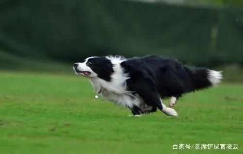 史宾格 & 边境牧羊犬

看家：
      边牧一点也不看家，对于陌生人来访不