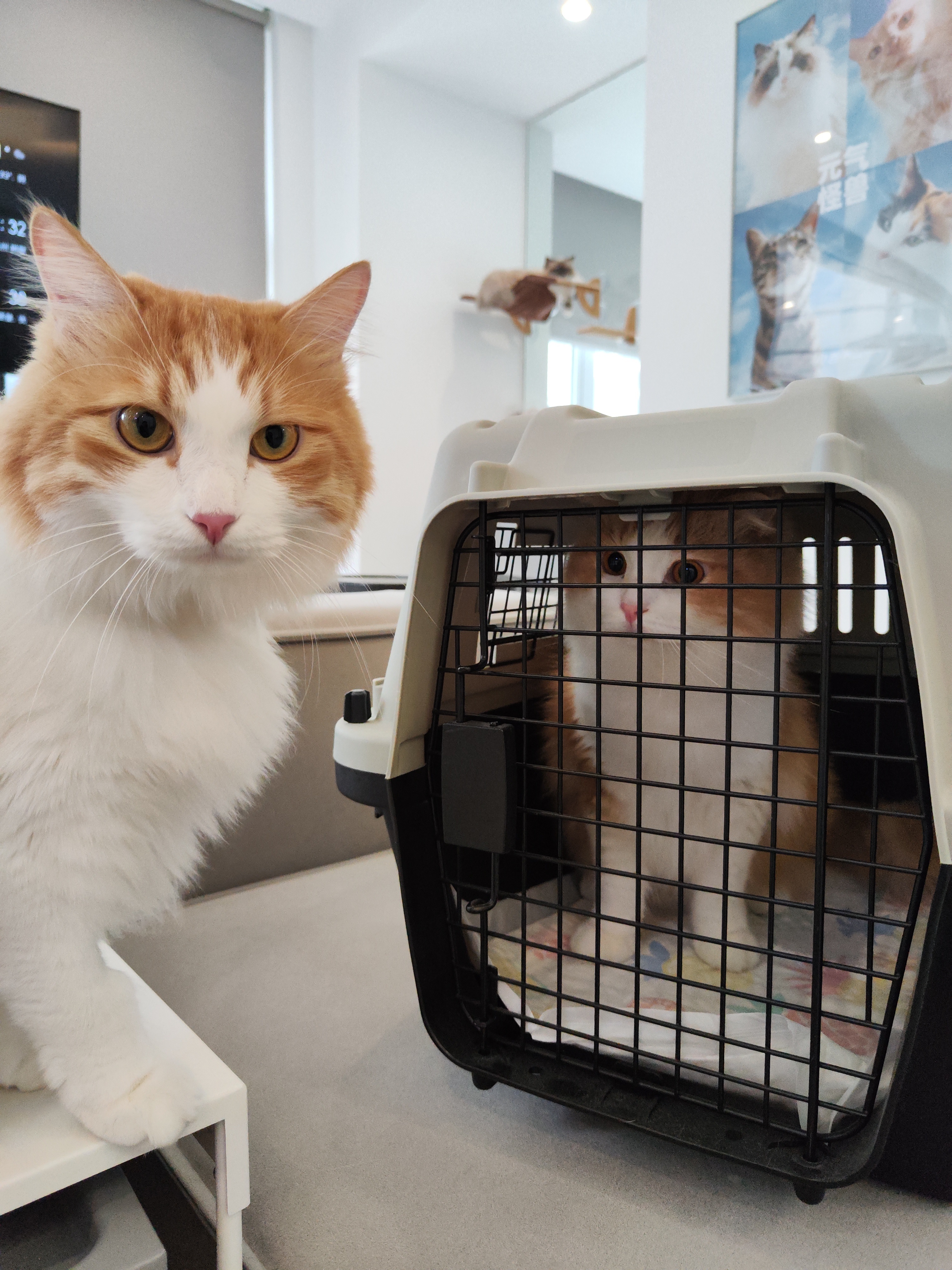 早早：不会握手的那个是六耳猕猴！！！  ​​​