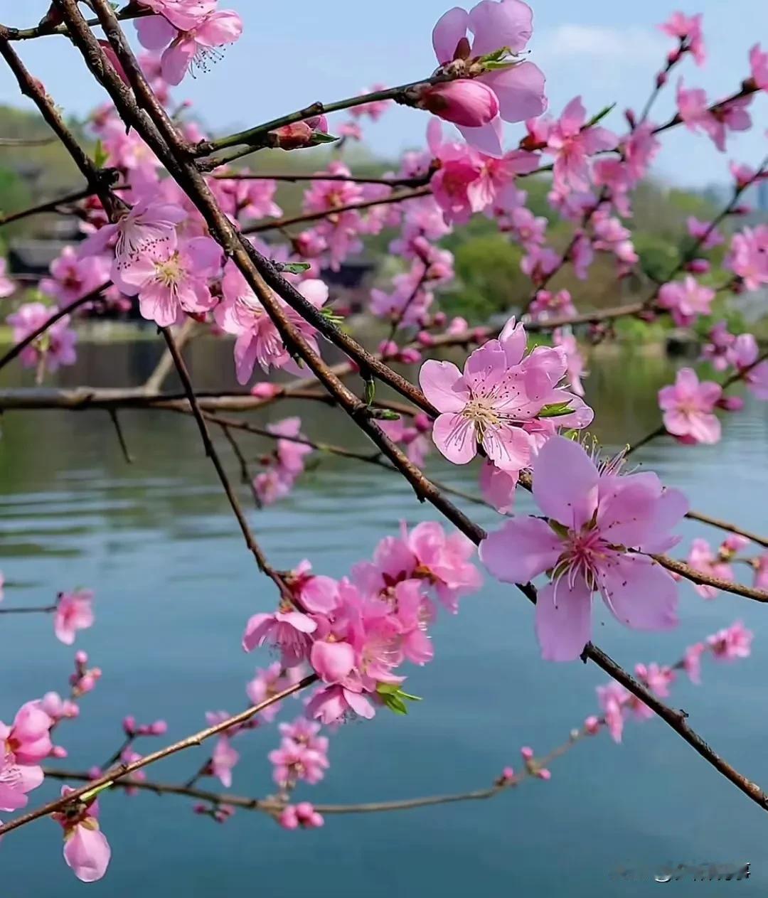 画里桃花开不败
嫣红朵朵久徘徊