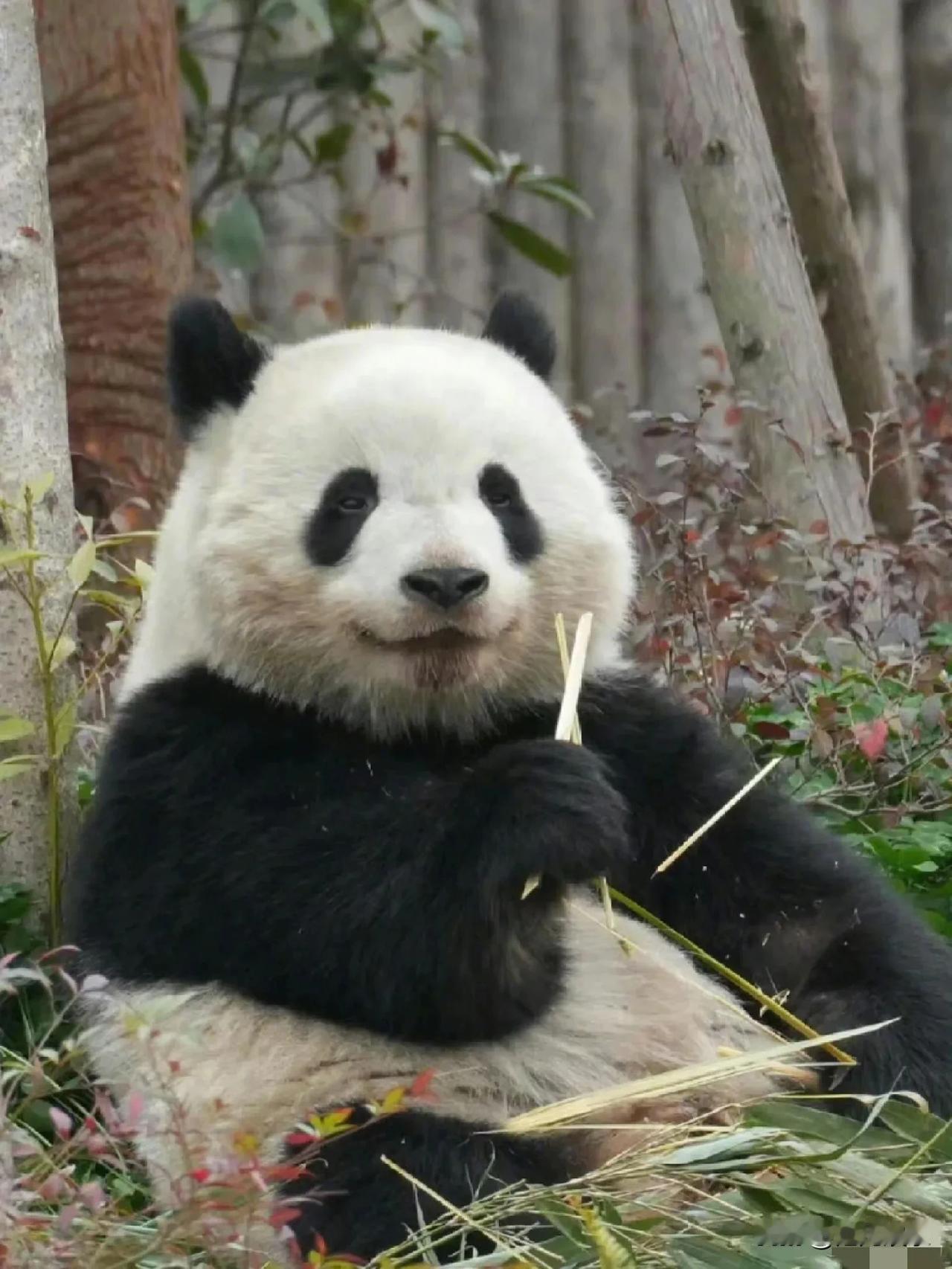 熊猫圈继花花之后的新顶流北辰！

北辰笑眯眯的，真的超可爱啊！[送心]

#熊猫