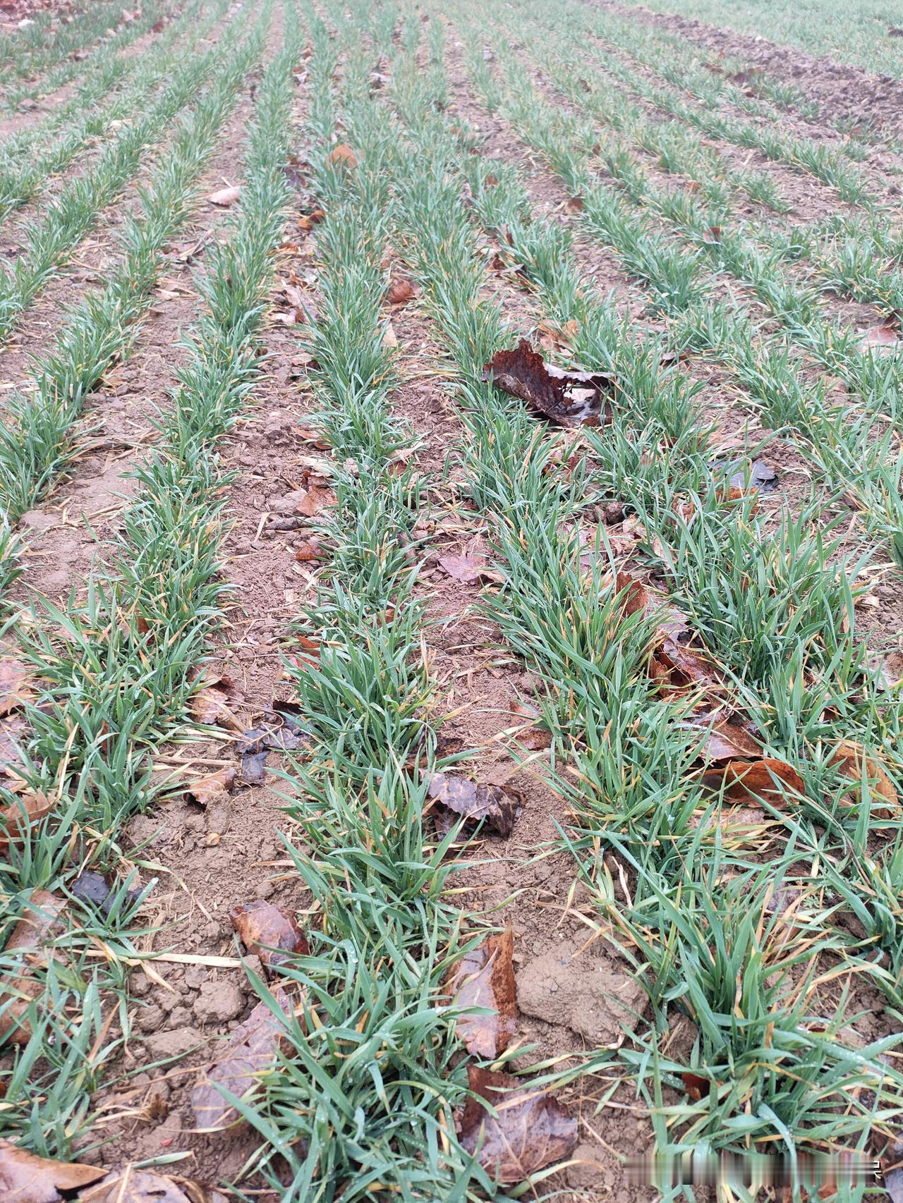 小麦返青期是决定亩穗数的关键时期，尿素是性价比最高的氮肥，追施尿素就像给返青的麦