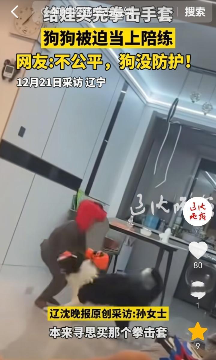 “又菜又爱玩”！辽宁，女子寻思买拳击套给孩子练，结果儿子突发奇想，想和狗练练试试