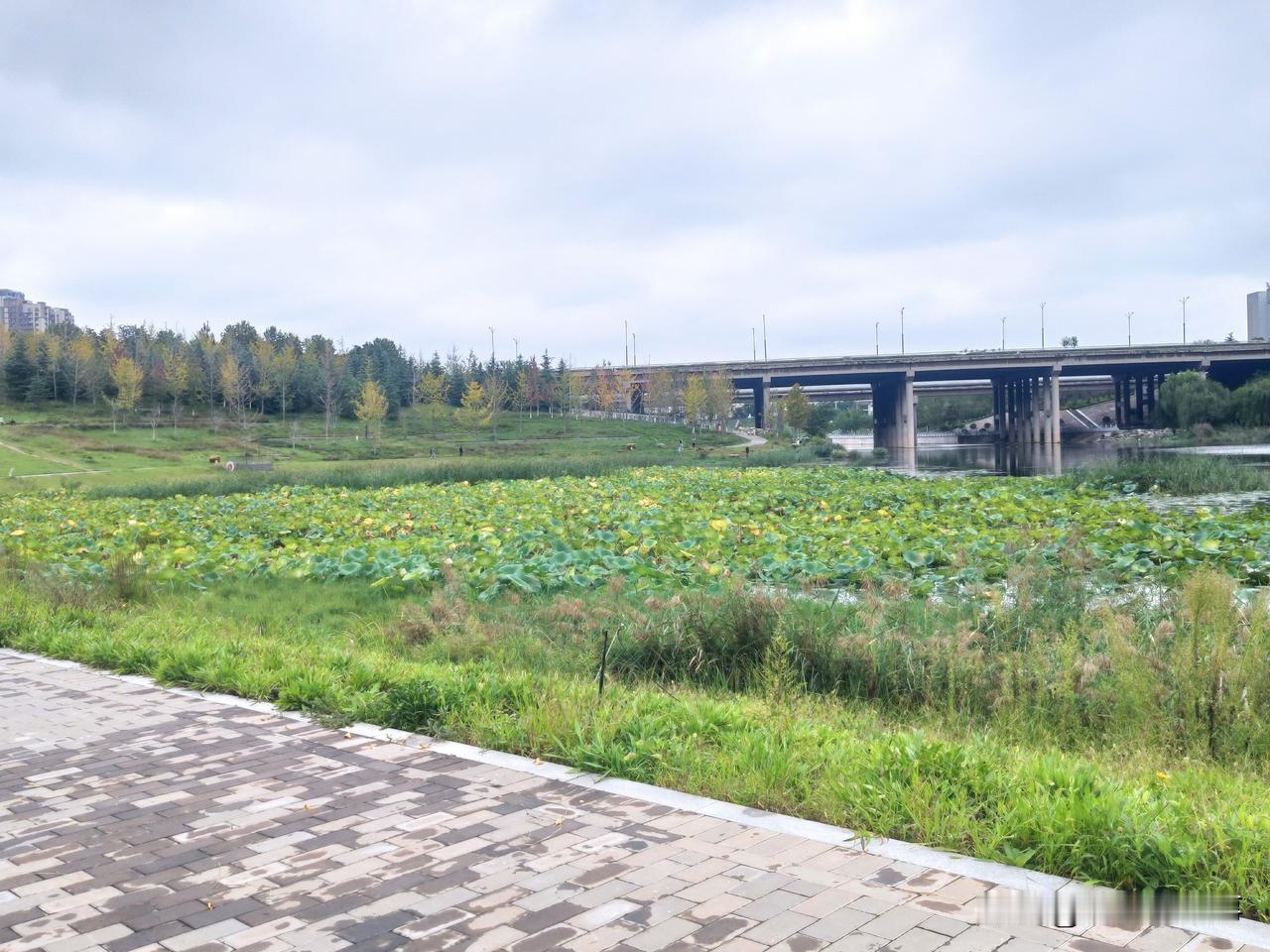郑州市西流湖公园随手拍:秋意已深！