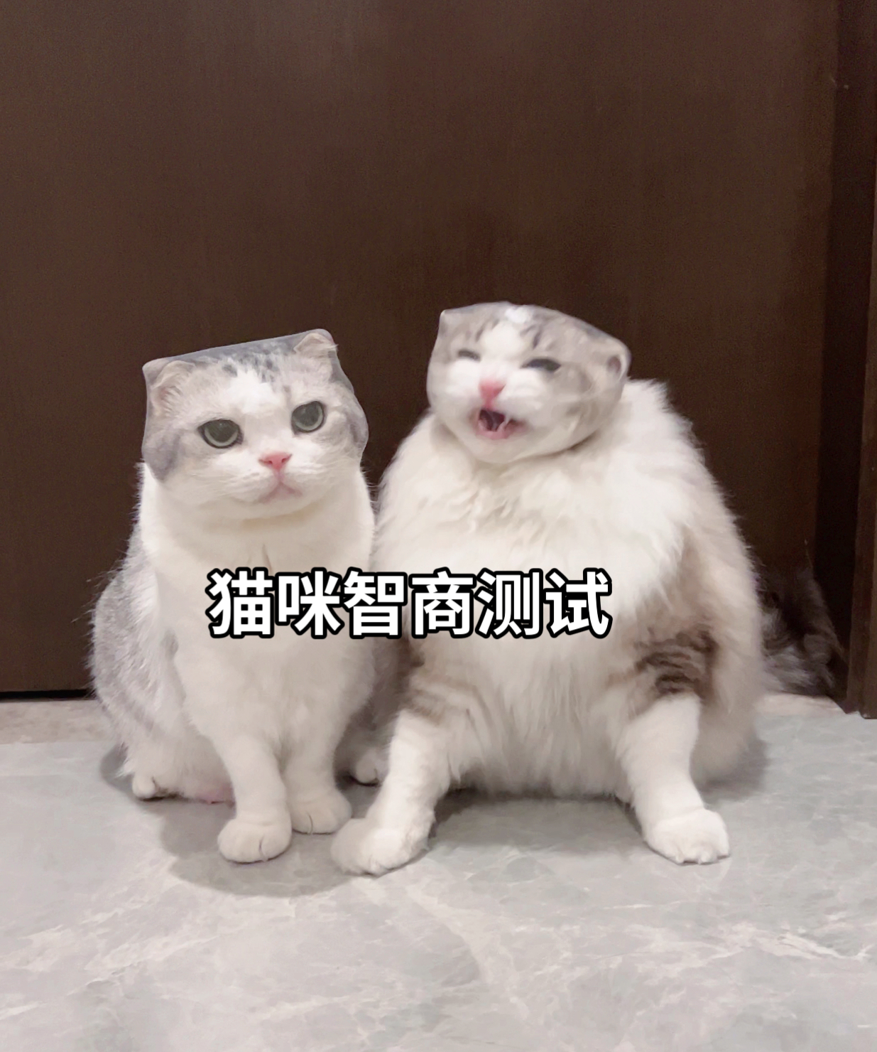 最新智商测试，笨蛋小猫会一直甩头，聪明的小猫会用手扒拉下来，还有一种小猫……猜猜