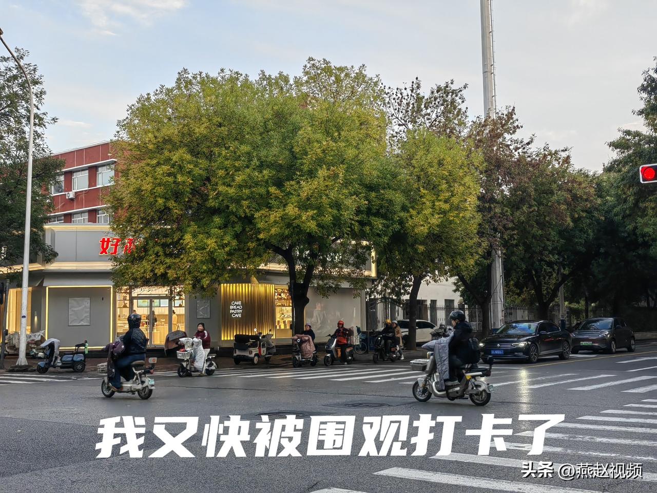 每年这个时候，石家庄有多少网友都在等着这棵白蜡树叶子变黄，形成一道独特风景。届时