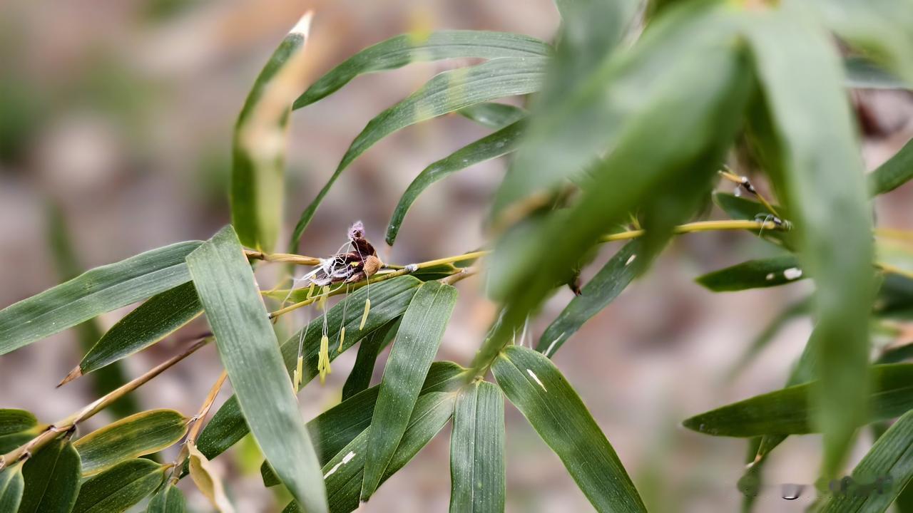 探访古村落，第一次见到竹子开花了！

周末，来到了这个王家辇古村。
这个村是春秋