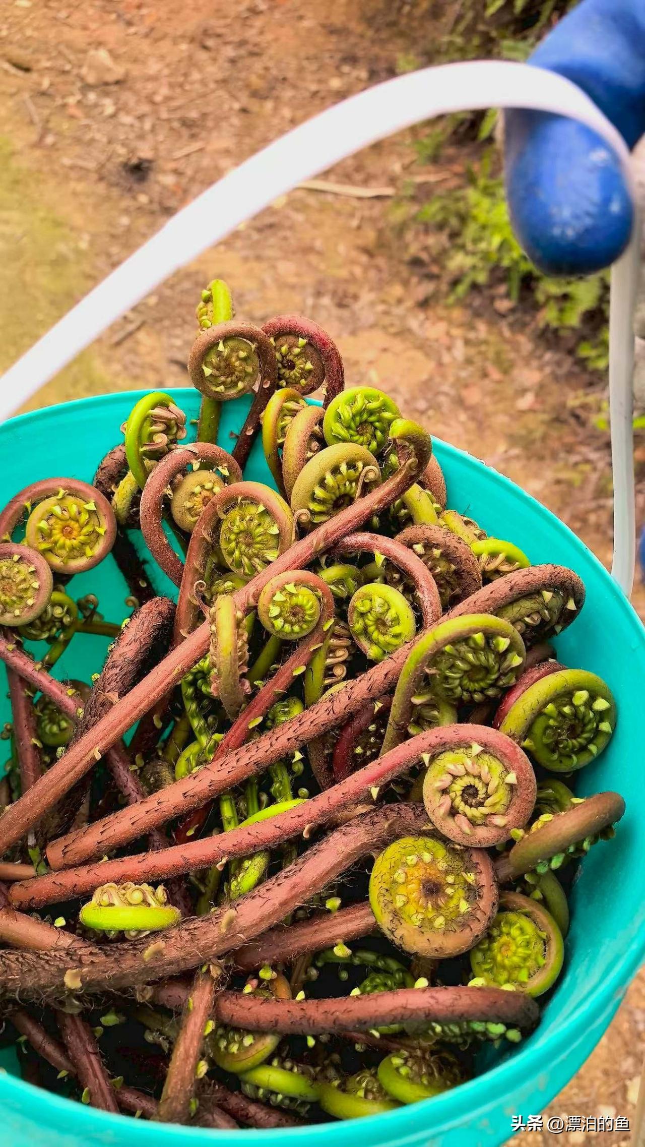 一到这个季节，山里的快乐就藏在这些卷卷的嫩芽里！
提着小桶钻进林子，专挑这种红杆