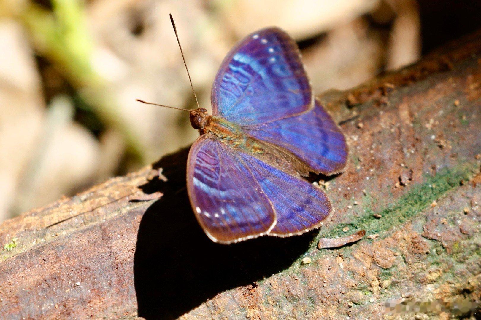 塔伊国家公园，科特迪瓦世界自然遗产。这个国家公园是整个科特迪瓦最容易去的世界自然