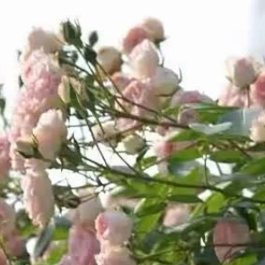 大荒历三百年，雾脊村。灰蒙蒙的空气里飘着些会发光的小点，像是闪烁的萤火虫。村子建