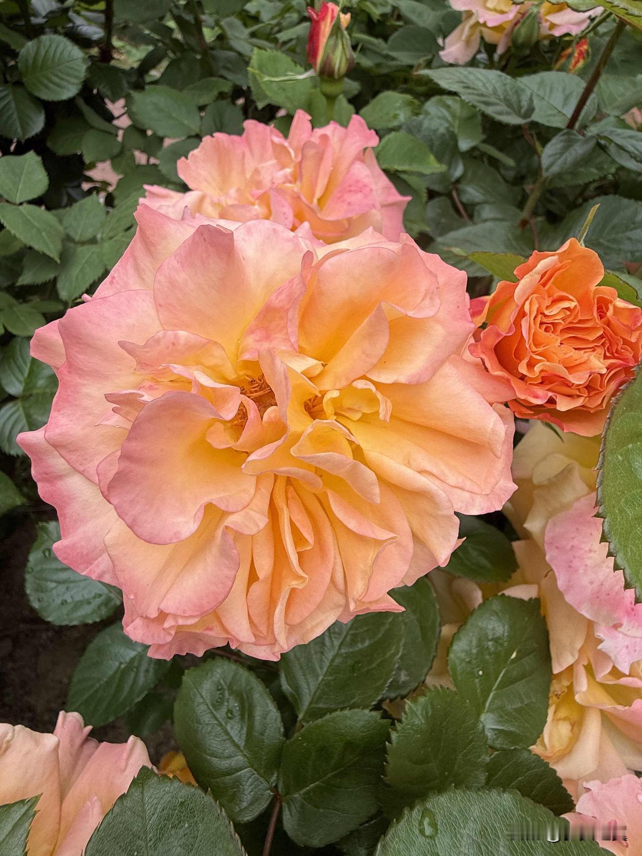 【小对联】
上：释义；
下：……？