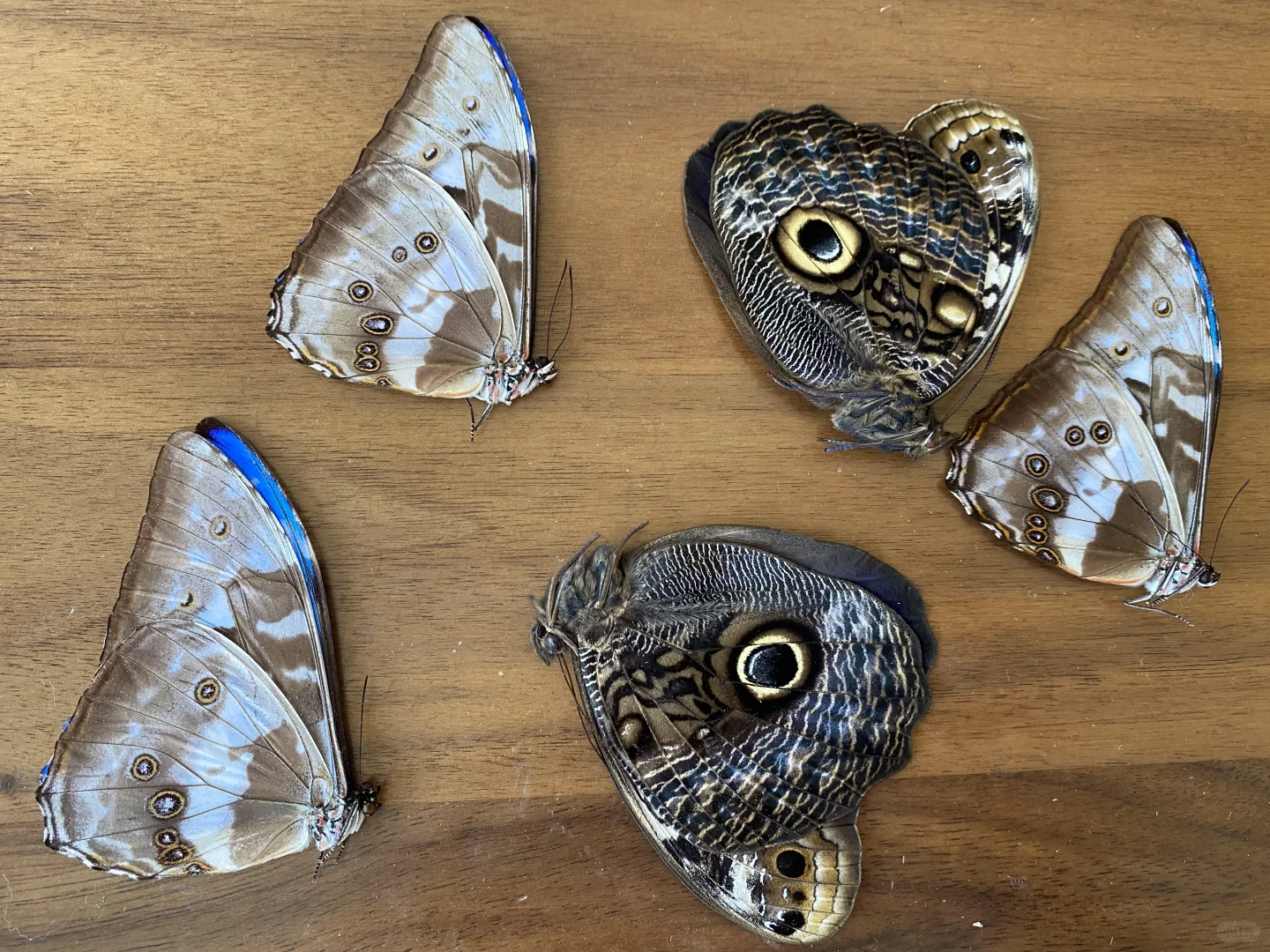 路上还有好多闪蝶到货 开心