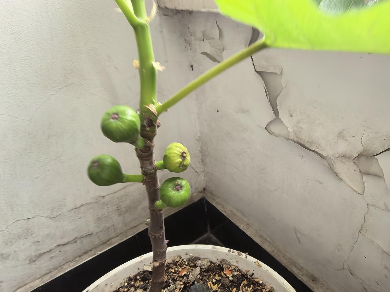 分享一张你相册的拍的花无花果结果了～