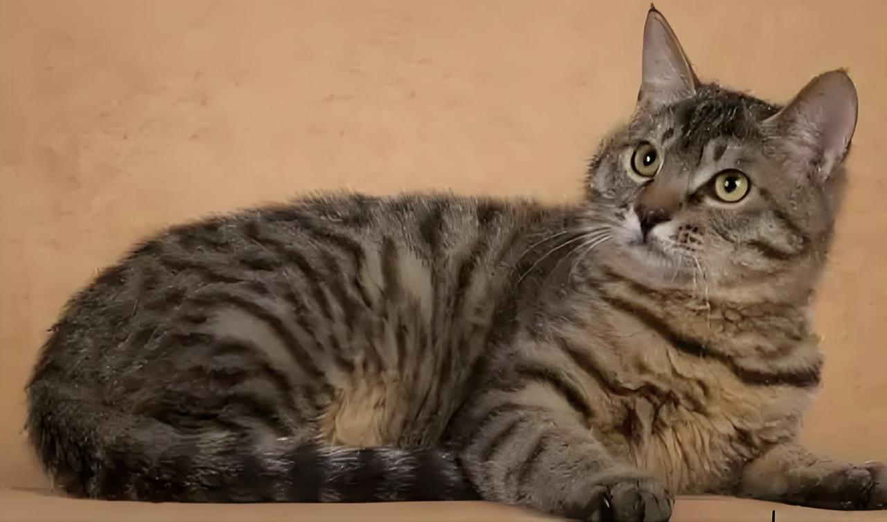 我家的一只花狸猫众所周知六七十年代我们农村的生活和居住条件很差，房屋都是土坯墙、