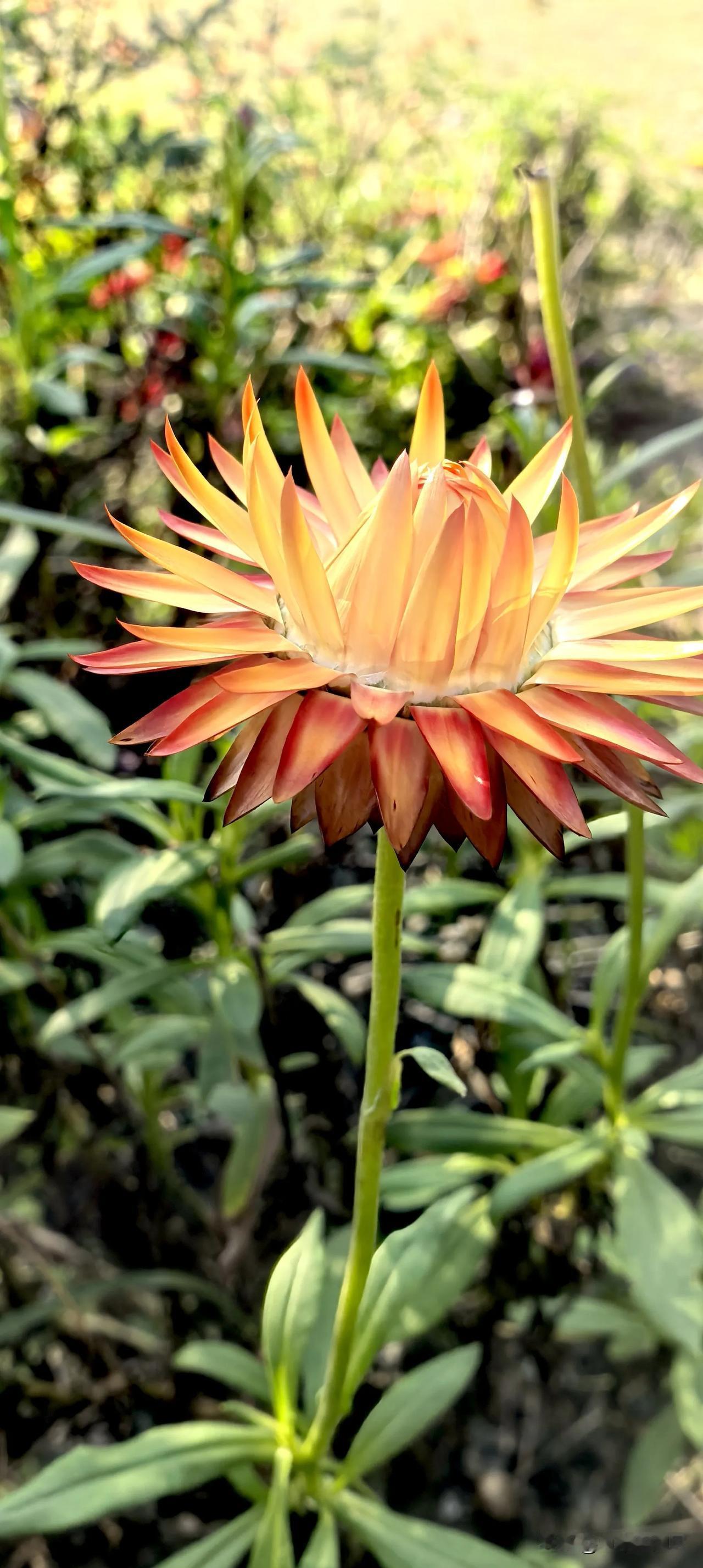 听闻张煜赔款
心里翻山倒海
追寻真实的理由
只是害怕查家产

真的难以忘记
关于