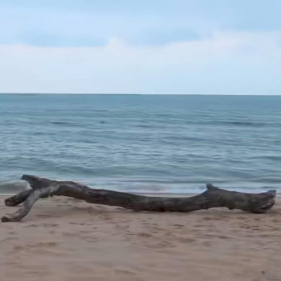 王橹杰生日vcr海边出现的一颗极为突兀的大木头何意味啊 