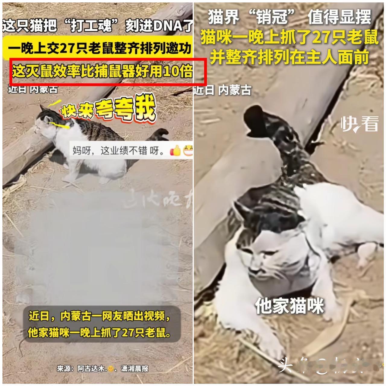 谁能想到！

整天躺平摆烂的家猫，背地里竟是深藏不露的灭鼠高手，还直接被
   