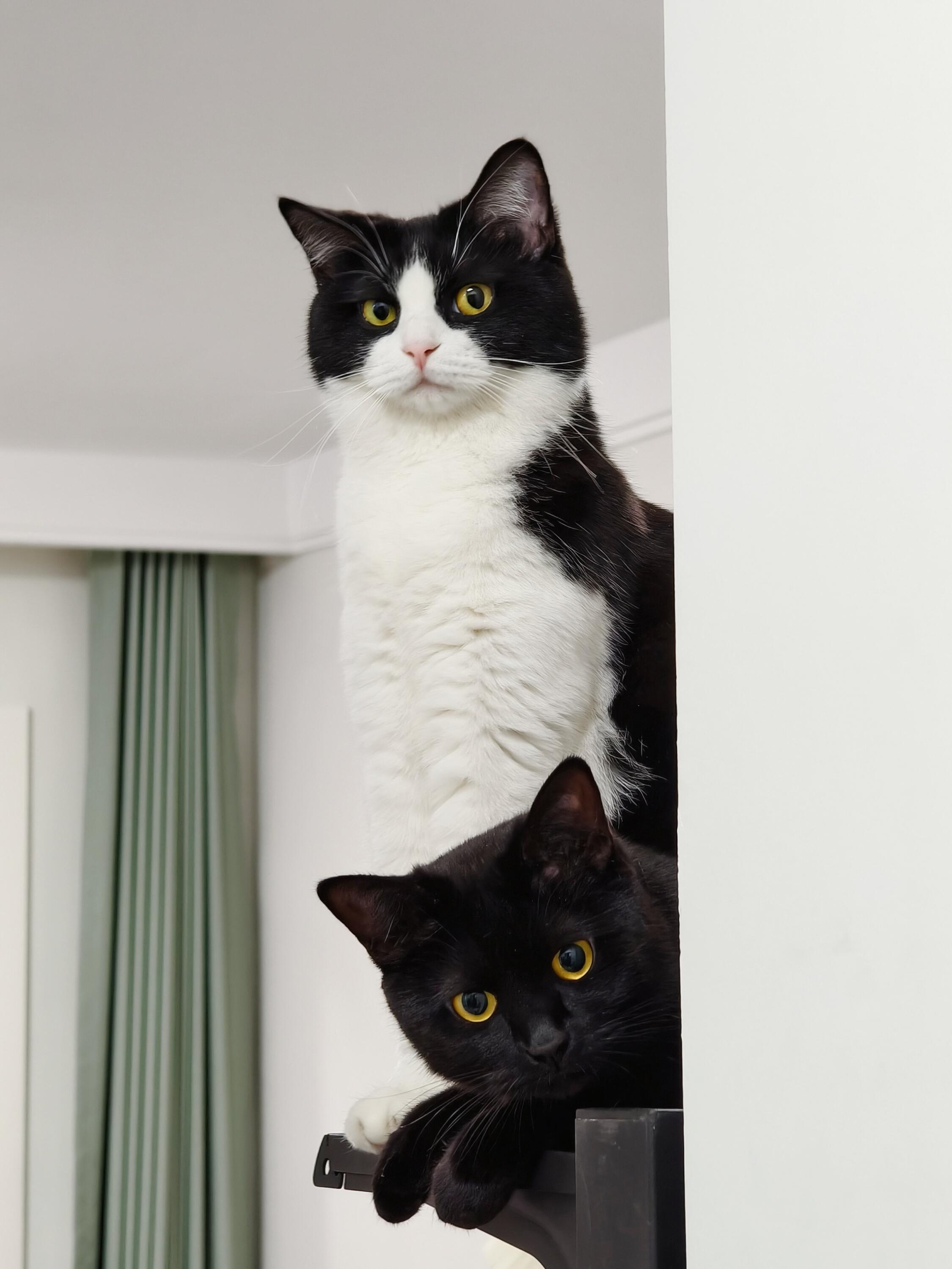 想进门？先过站岗小猫这关！ 