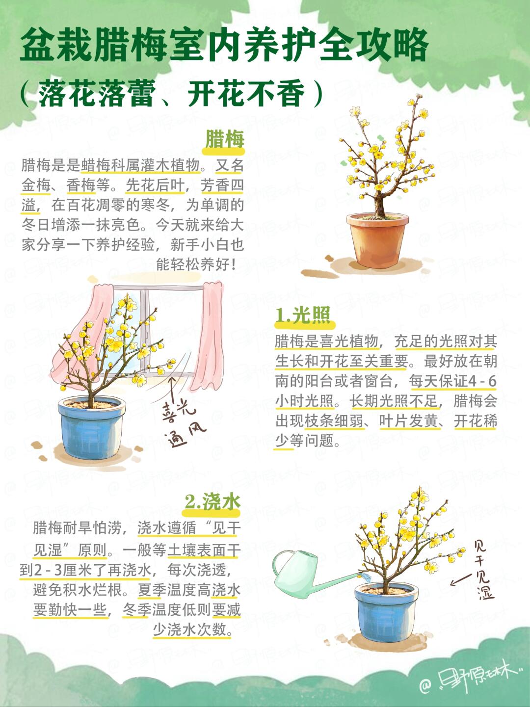居家秒变小花园！腊梅室内盆栽养护指南