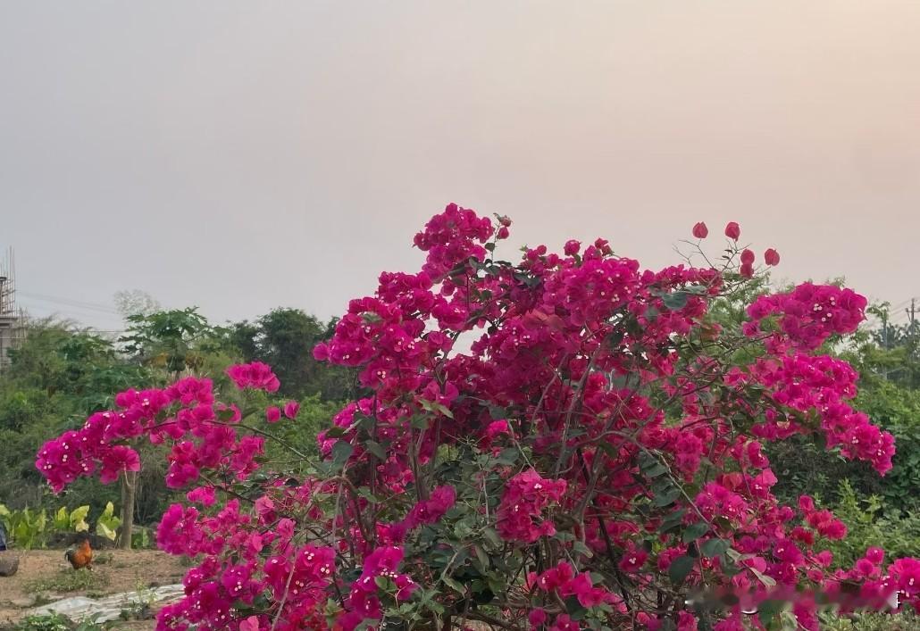 第一次接触排球是在高中，高中的排球要考试的，双手没有垫球20个，成绩不合格。
