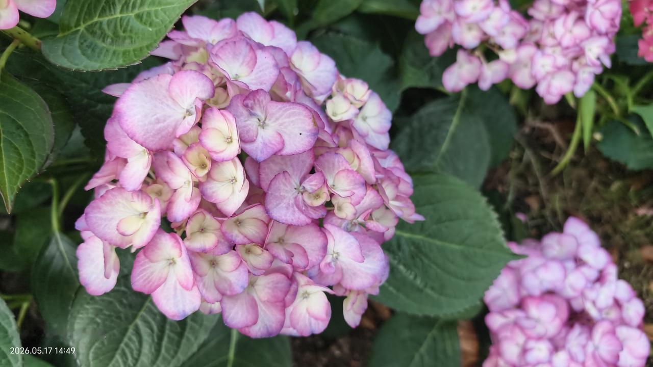 随手拍绣球花蠡园的绣球花是我见过最多最美的绣球花！