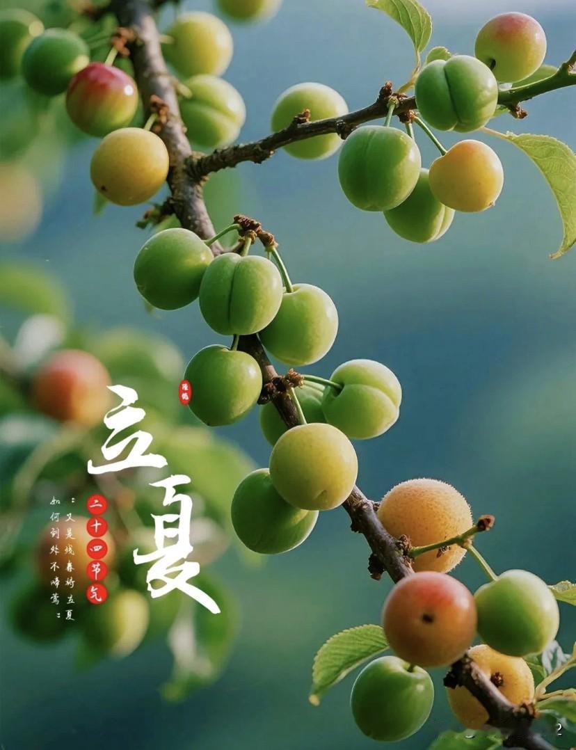 【立夏】
春去夏相迎
杨柳飞絮绒
空中花飘落
青子果初成
初夏剪影 
立夏登高