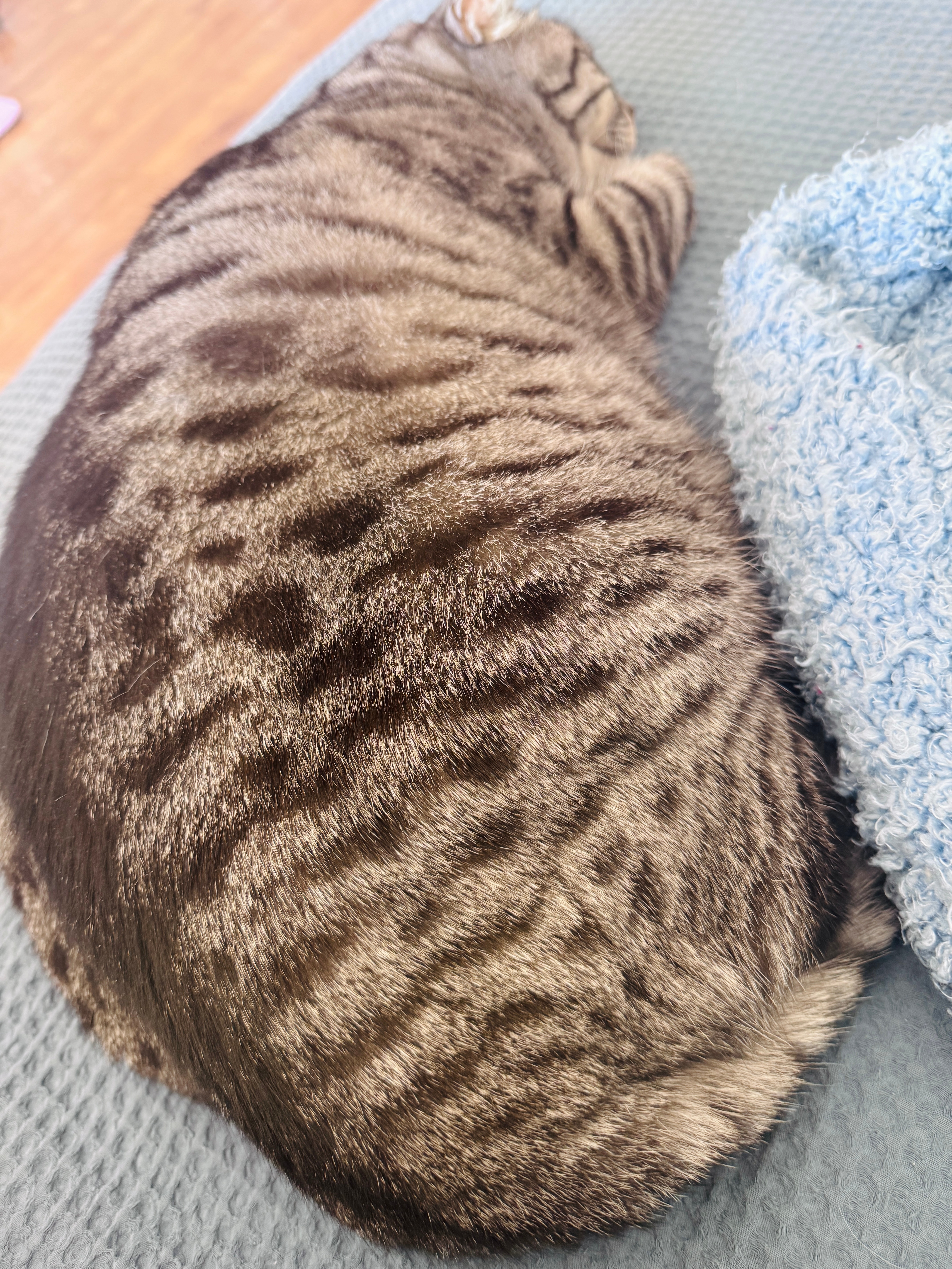 看脸是清纯小白花。看身子…啊原来是超绝大肥猪。 