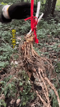 8 两多！5 个多小时才完整的把它挖出来！[赞]